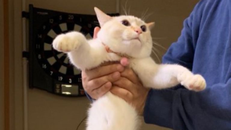 持ち上げられている猫