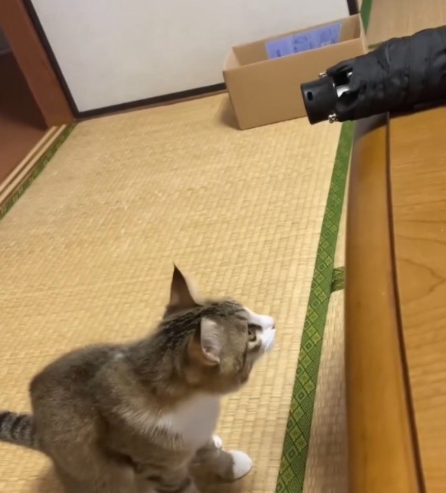 傘をテーブルの下から見つめる猫