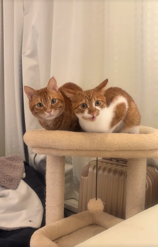 キャットタワーの上で香箱座りをして口を開けている猫（ヒキ）