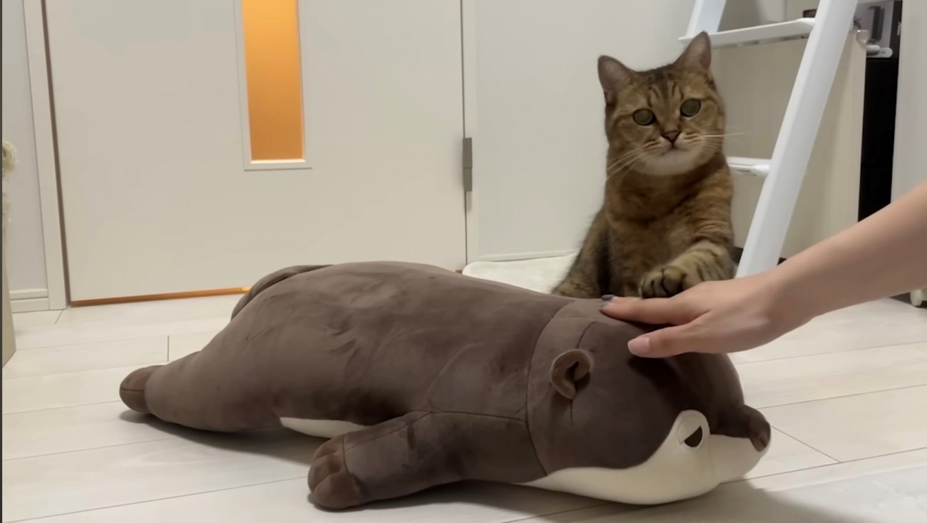 飼い主さんにお手をする猫