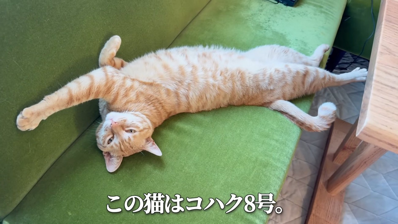 伸びて寝ている猫