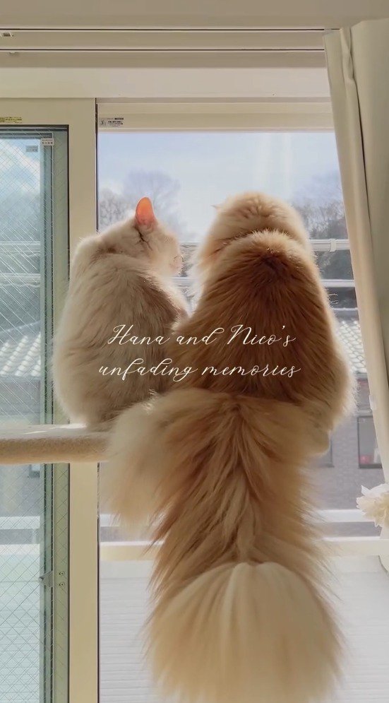 後輩猫の顔を見つめる先輩猫