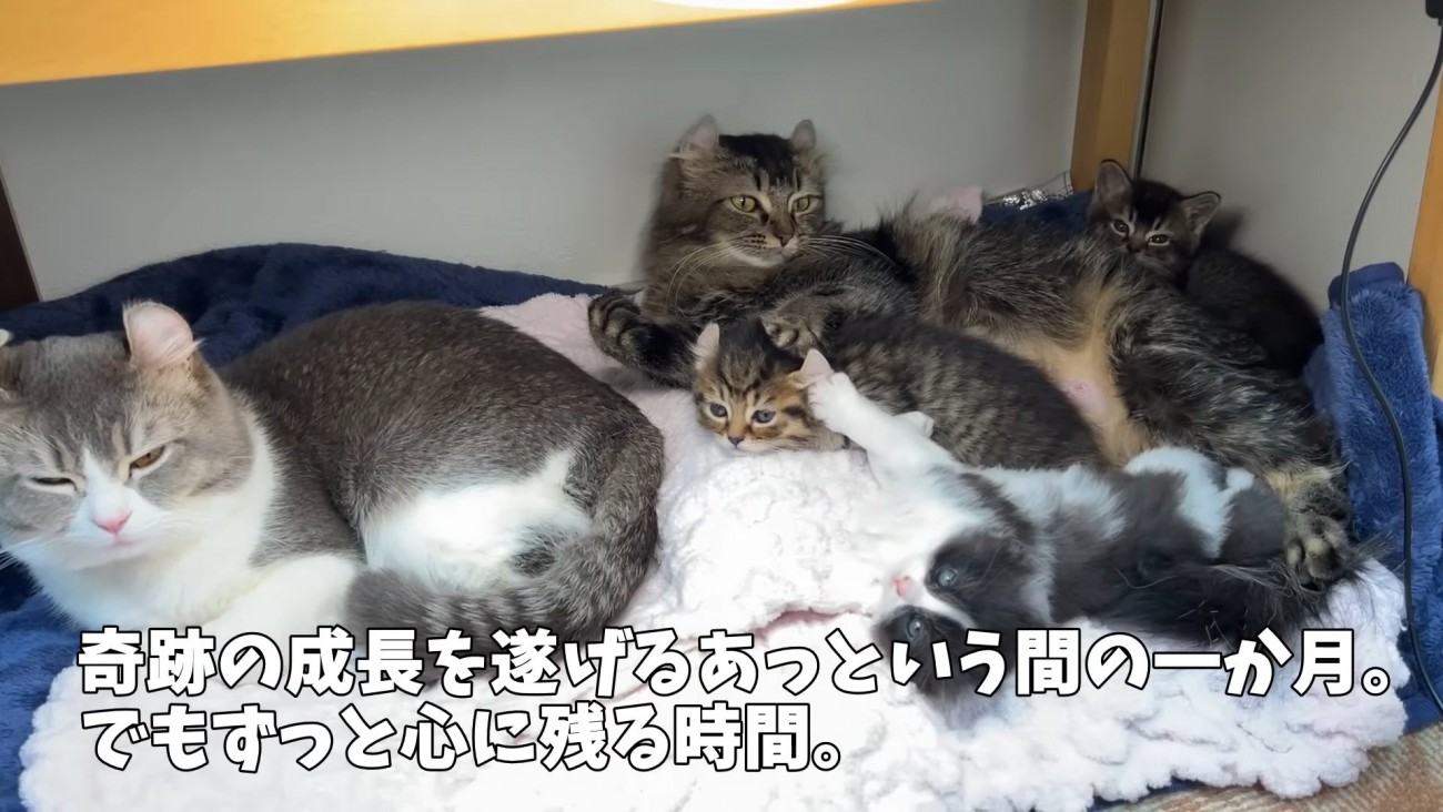 猫の親子