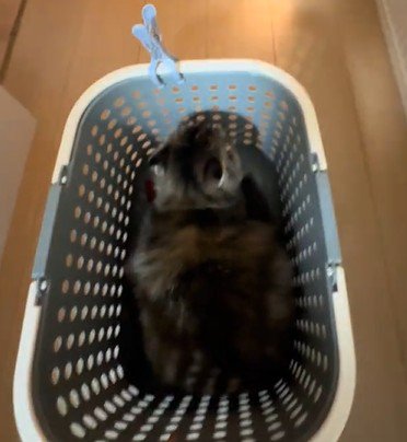 洗濯カゴの中にすっぽり収まる猫