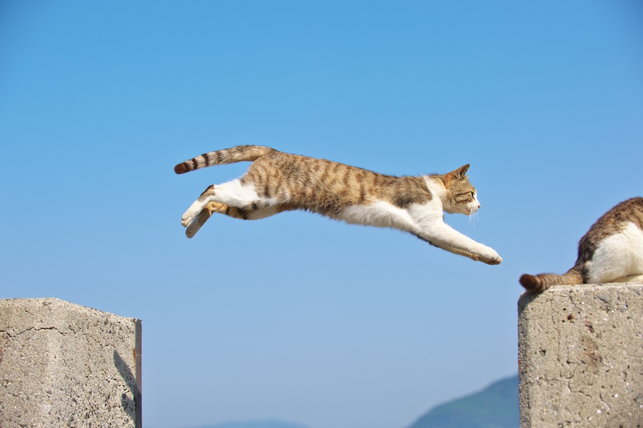 猫の模様11選！種類を一挙ご紹介！