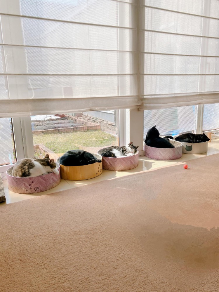 窓際に並ぶ猫たち