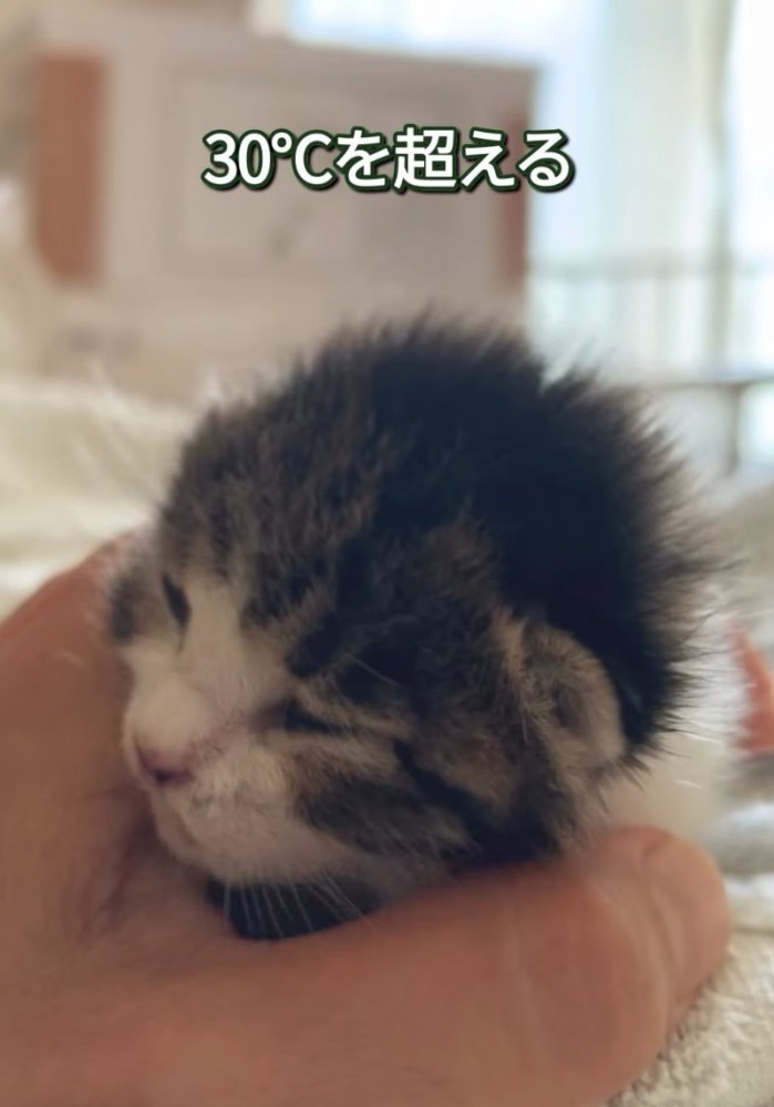 手の中に収まる赤ちゃん猫