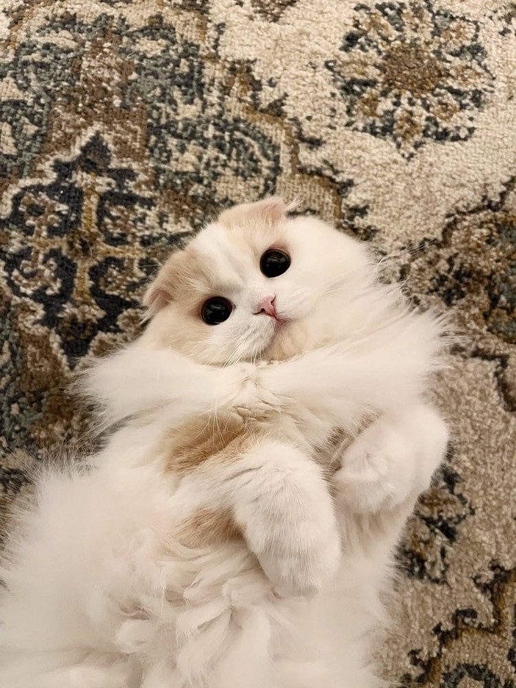 仰向けの猫