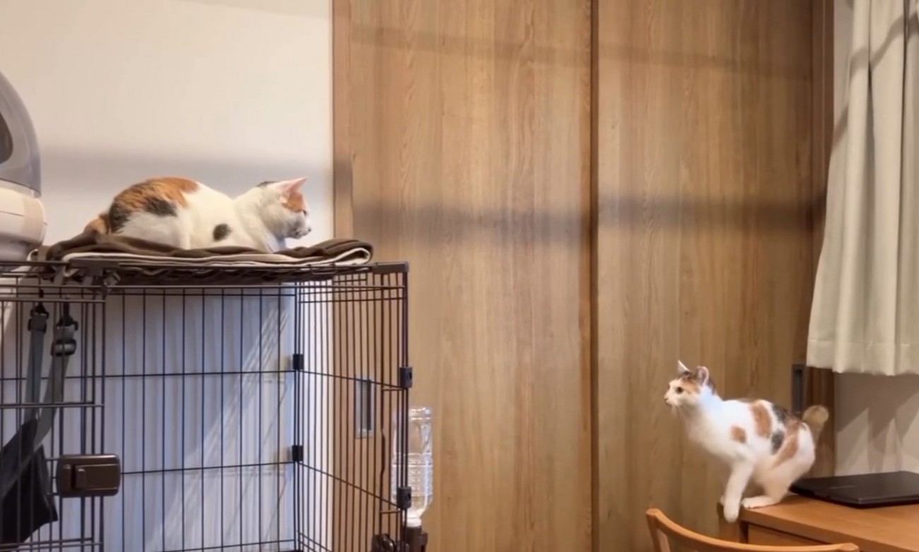 距離を見定める猫3