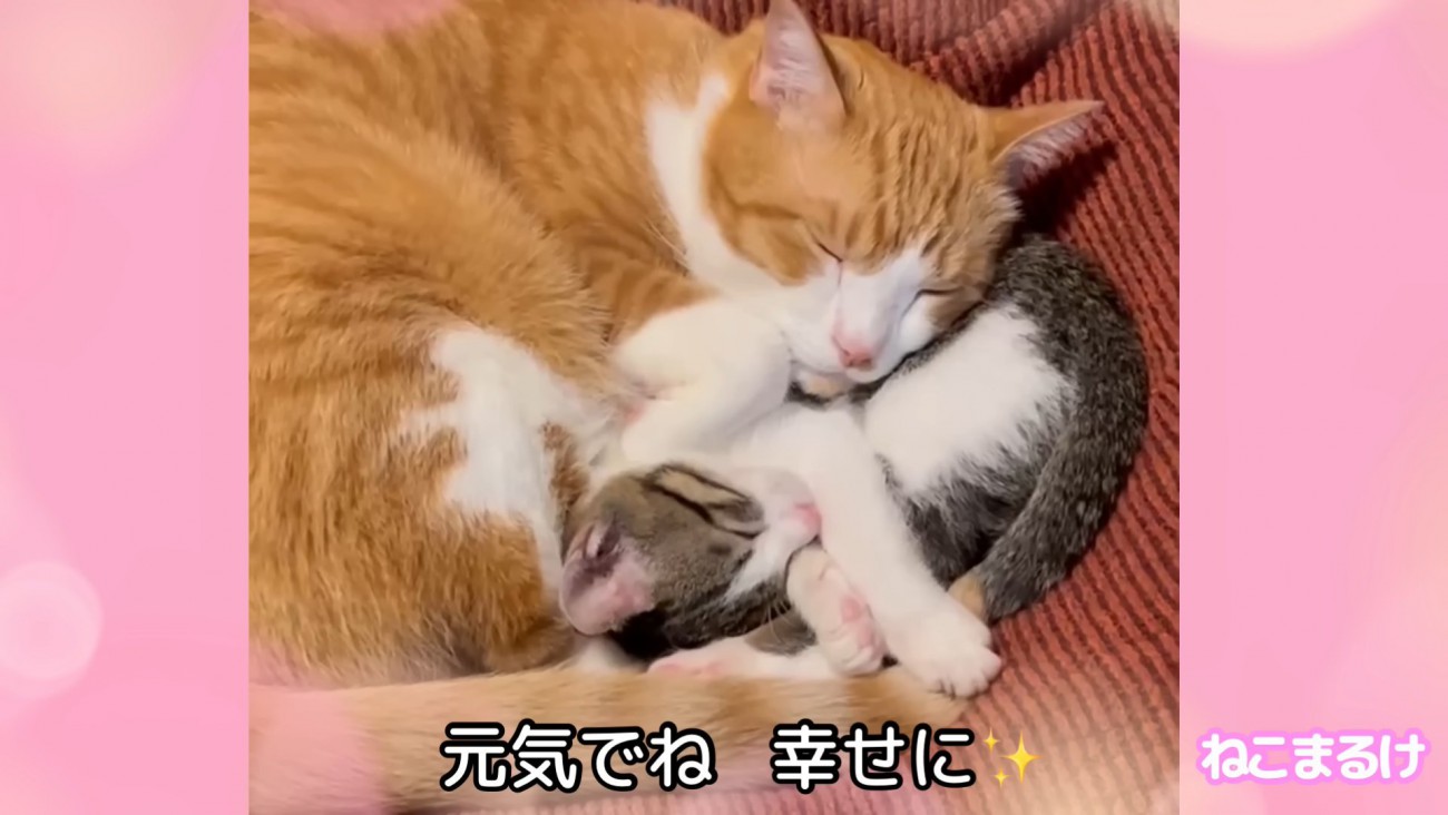 テロップ「元気でね 幸せに」