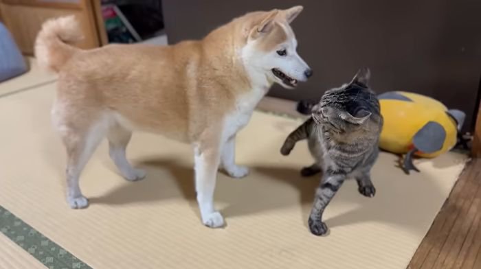 バトルするももちゃんと空ちゃん