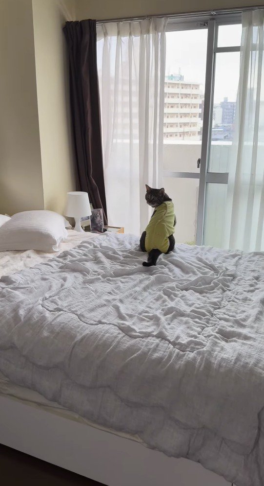 飼い主に呼ばれて振り返る猫