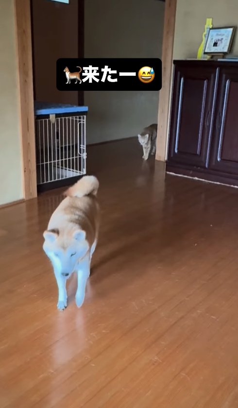 カメラに向かって歩いてくる柴犬と奥から出てきた猫