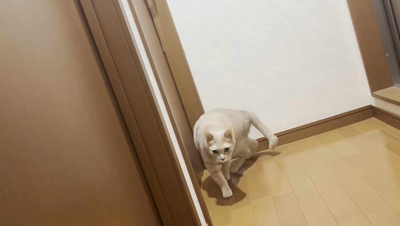 ドアの前で歩いている猫