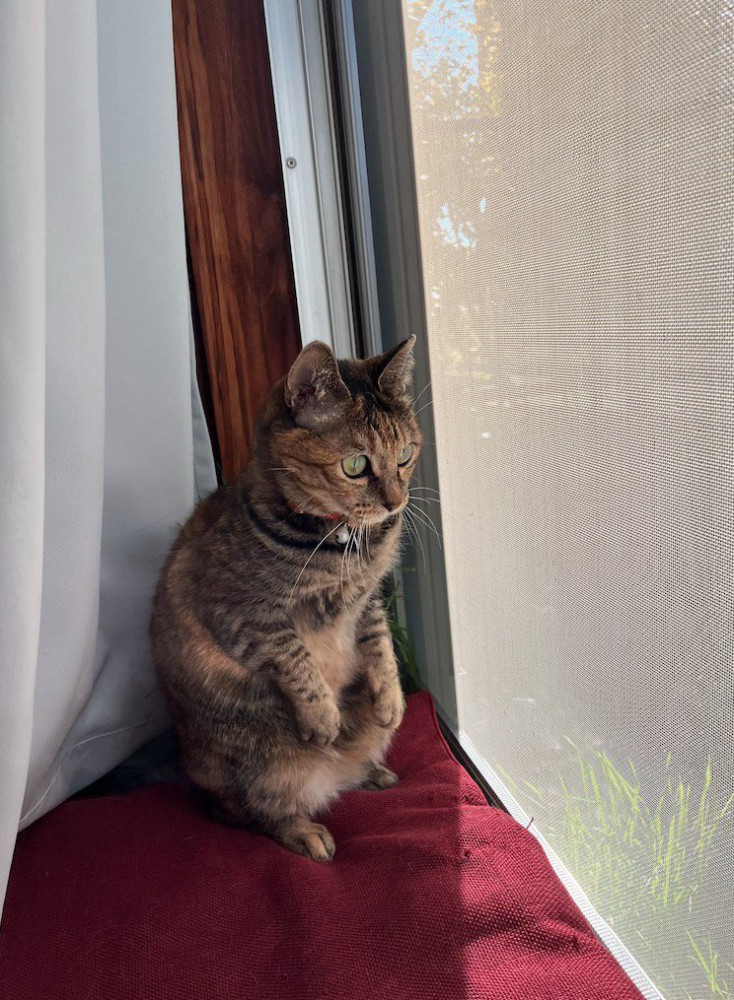 中腰の体勢で庭を見つめる猫