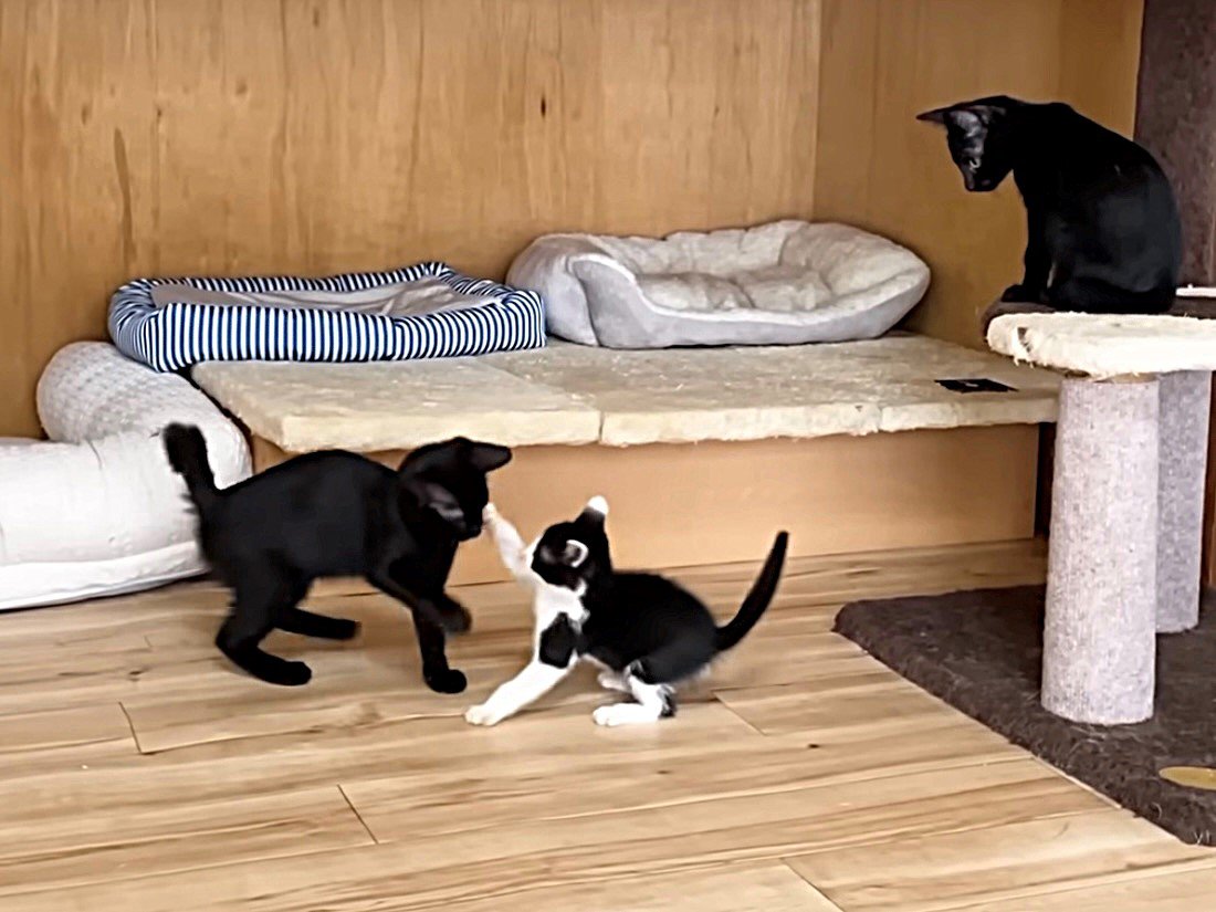 にゃんプロ中の2匹を爪とぎの上から見守る黒猫