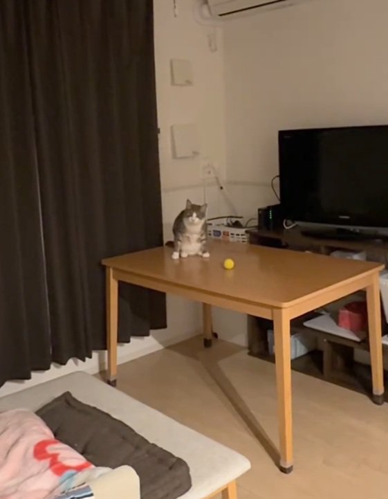 机に座る猫