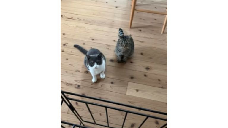 ストーブ前の猫