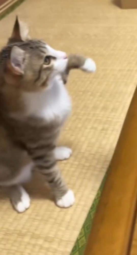 座りながら左の前足を持ち上げる猫