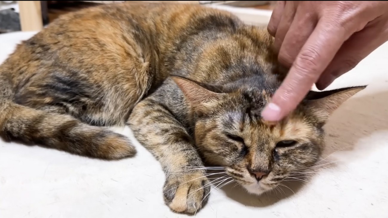 お腹をつけて寝るキジトラ