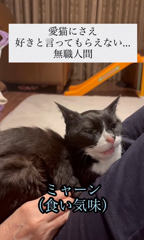人の上に乗っている猫と「ミャーン（食い気味）」の字幕