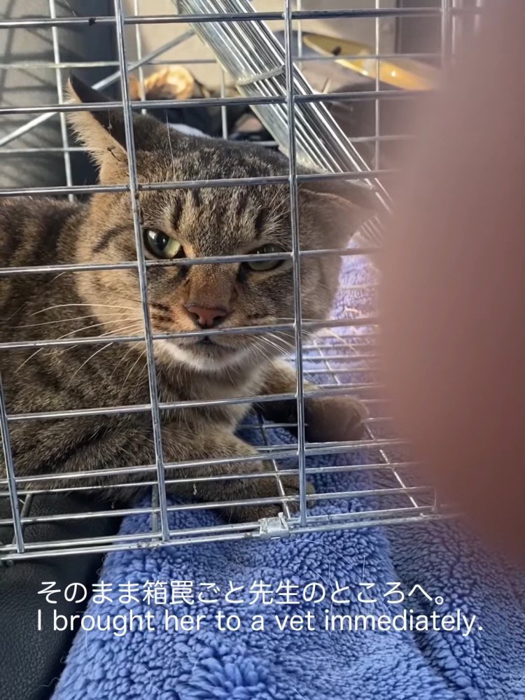 捕獲器の中にいる猫