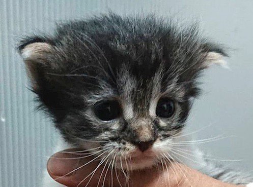 緊張した様子で遠くを見つめる子猫