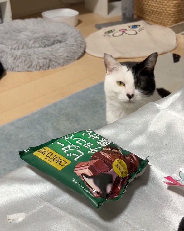 言いたげな猫