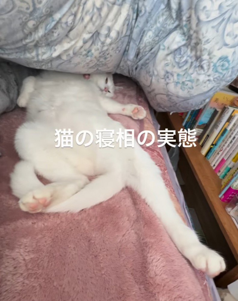 猫の姿を見て思わず吹き出す飼い主