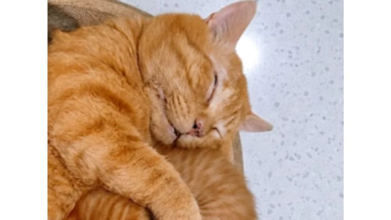 寝ている猫たち