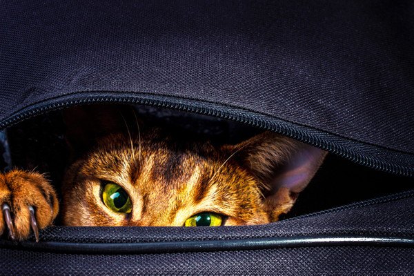 猫用ポータブルケージの使い方や選び方、おすすめ商品まで
