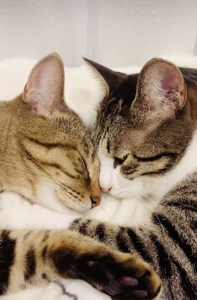 一緒に寝るキジトラ猫とキジ白猫