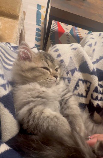 人にマッサージされている猫