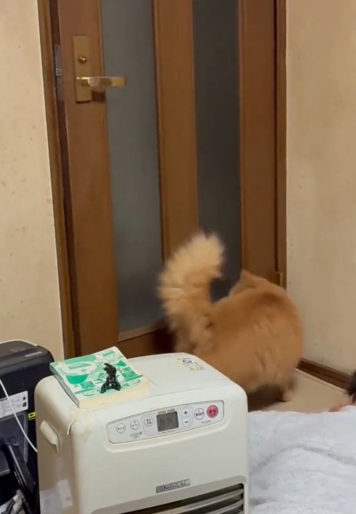 ドアを開ける猫
