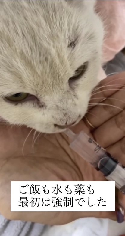 シリンジで水を飲む猫