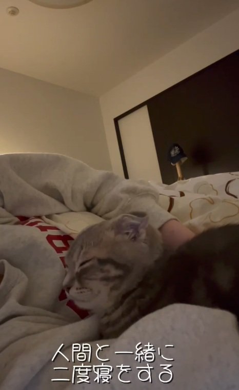 人間と二度寝する猫