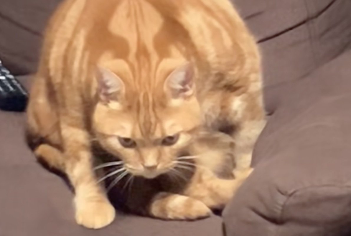 睨みつける猫のアップ