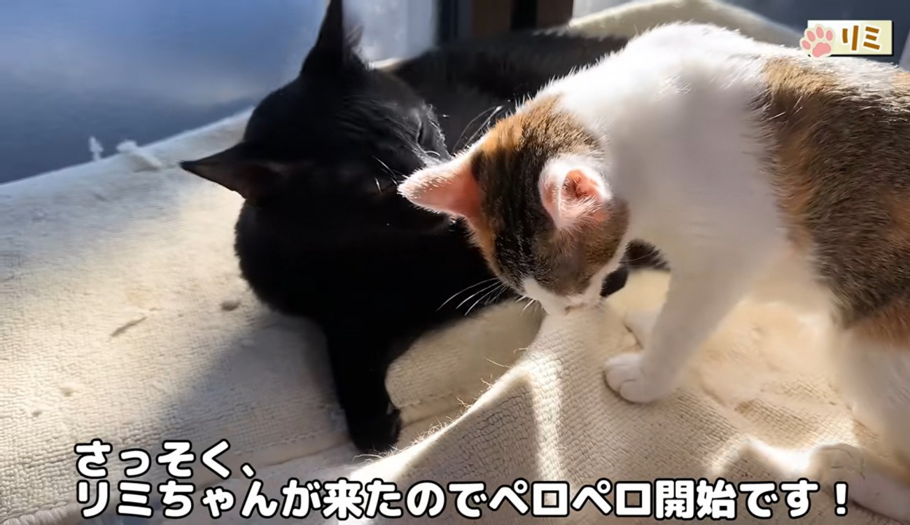 子猫を毛づくろいする黒猫