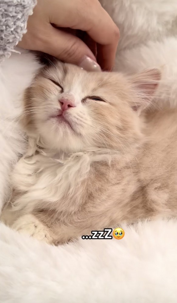 「...zzZ」のテロップ写真%%