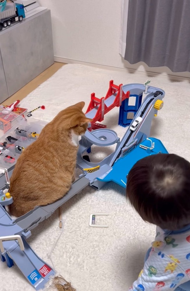 車が上っていく様子を眺める猫