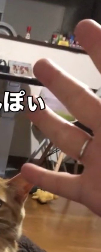 パーを出す家族