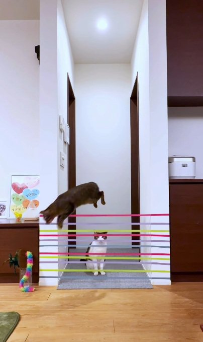 家の中に張ってあるテープを跳び越す猫