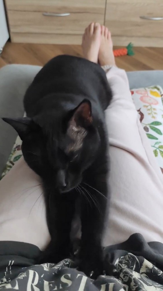 目を閉じる猫