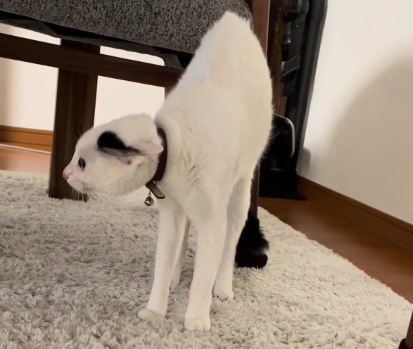 緊張で細くなる猫