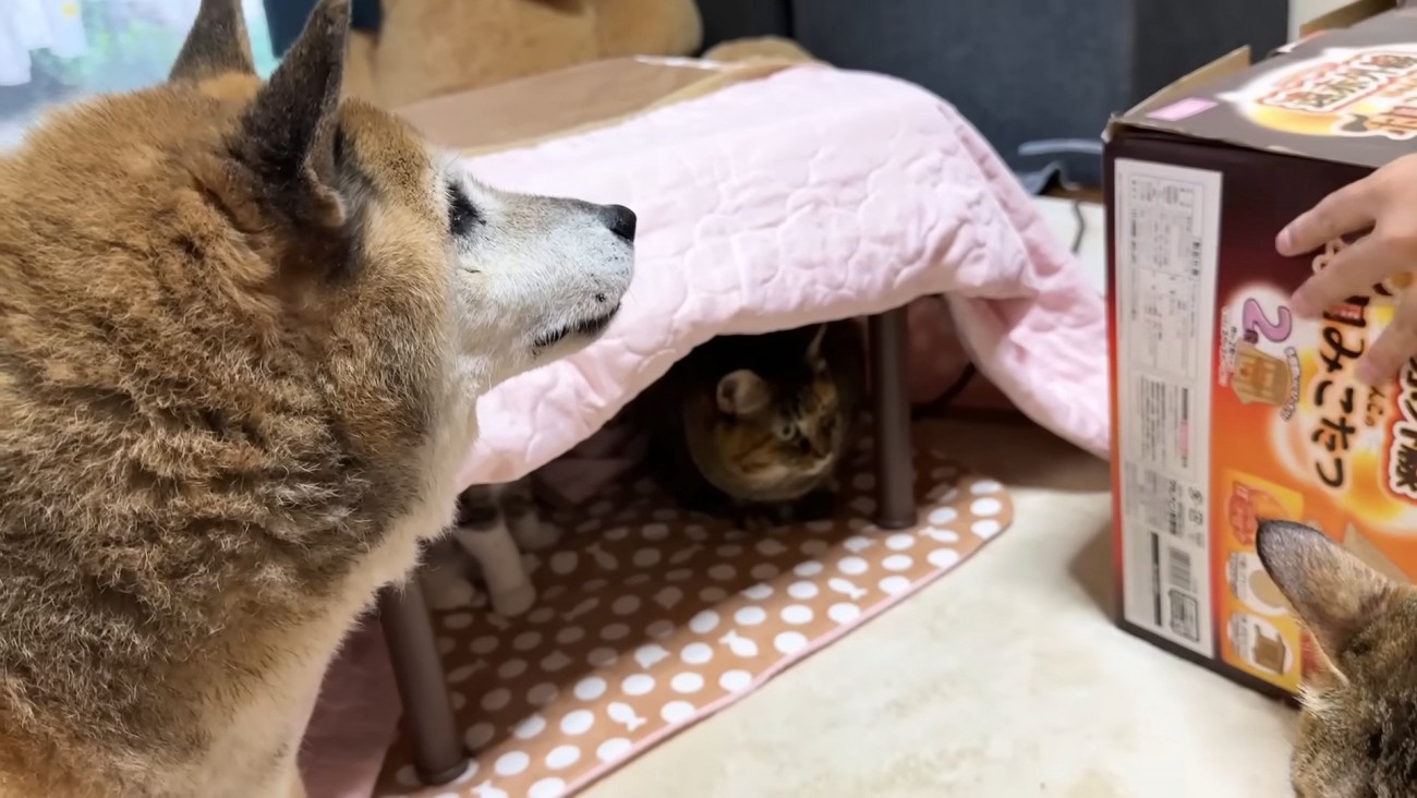 リキくんとコタツの中の猫