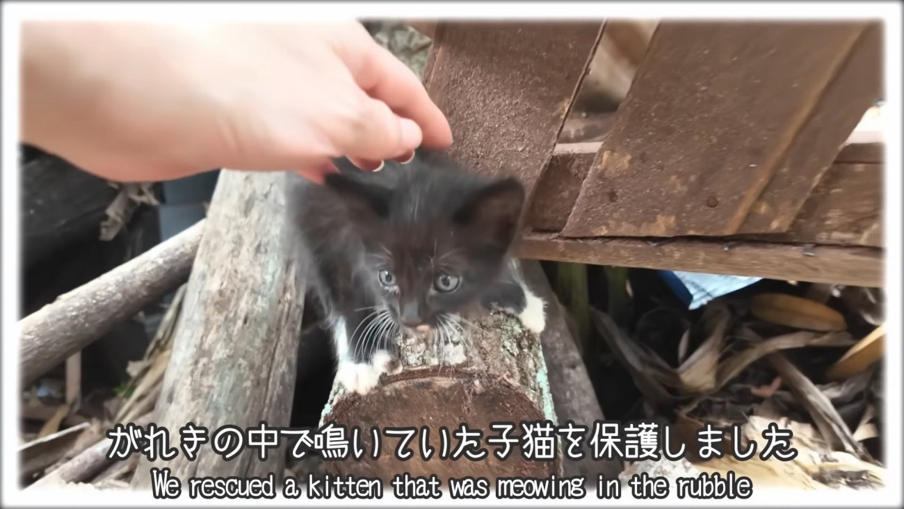 がれきの中にいる子猫