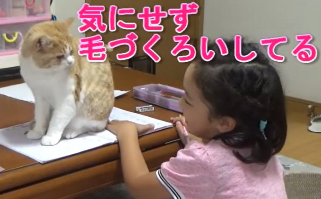 顔を見合わせる子供と猫（気にせずけづくろいしてる）