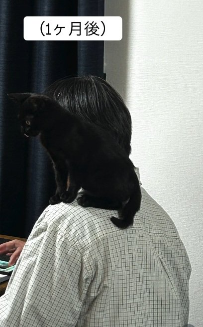 男性の肩に乗っている黒猫の子猫
