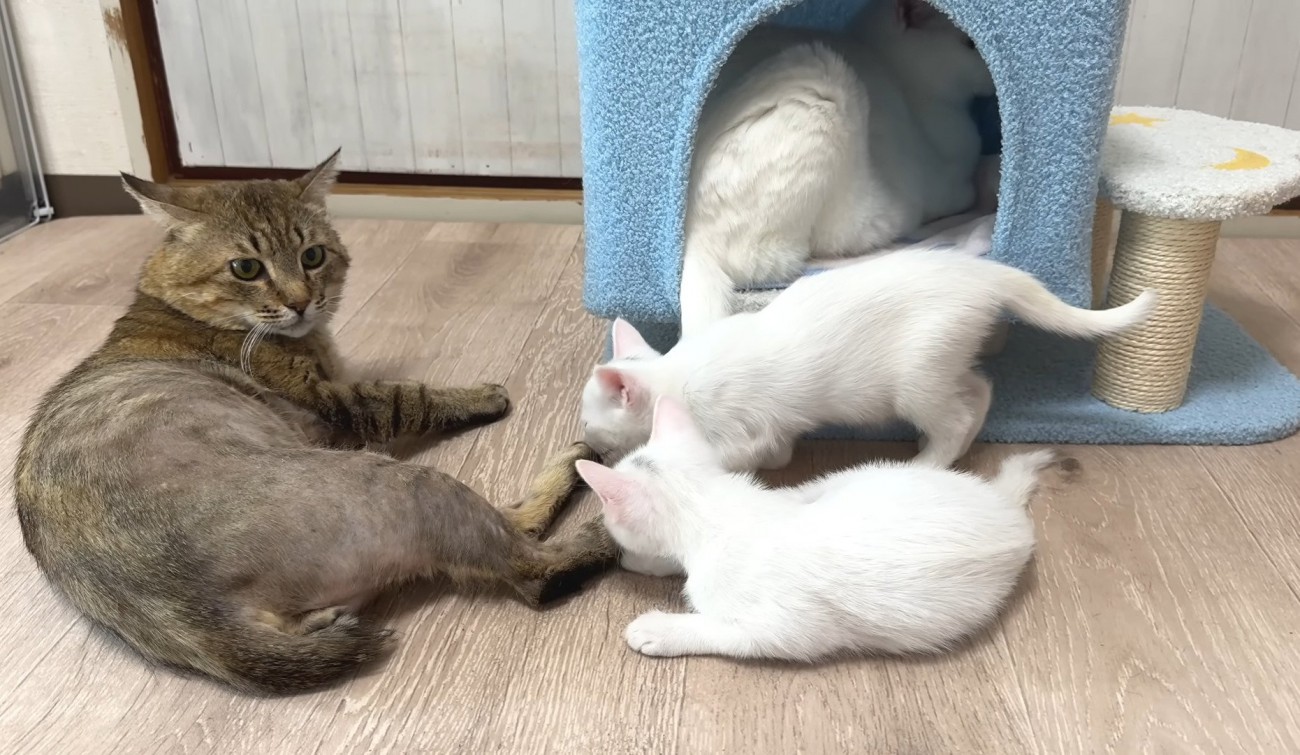 くつろぐ成猫2匹と子猫2匹