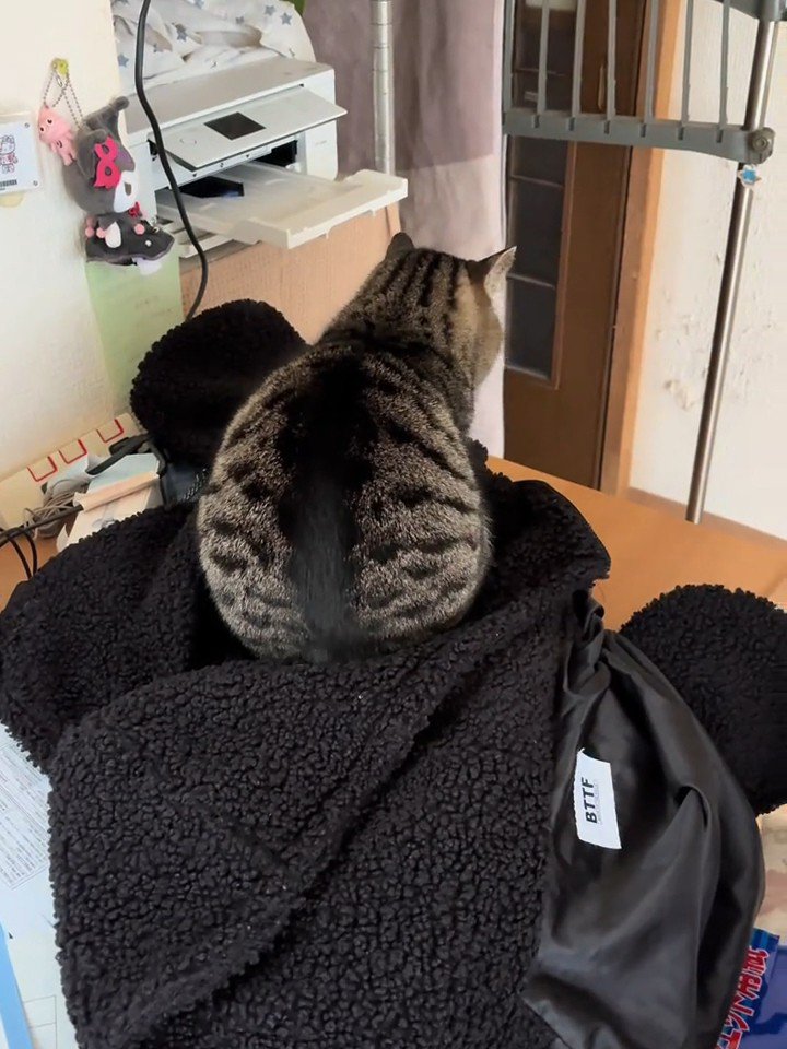 座っている猫の後ろ姿